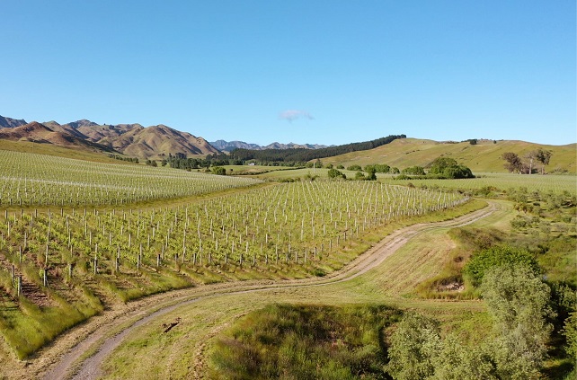 Seresin - Raupo Creek Vineyard